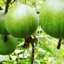 하늘내린농장 이미지