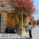 옥탑네일 | 다낭&호이안 5일차 우베베카페, 안토이, 허벌피자, 포레스트스파