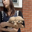 부산강아지분양 유독 이미지