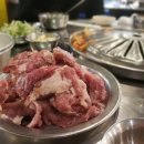 장수갈매기 이미지