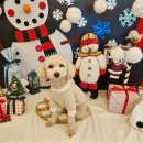 아띠라미 | [평택 소사벌 애견카페] 강아지와 함께 카페 데이트 "아띠라미"