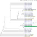 F6800 | 여흥민씨 하플로O-f402