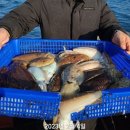 2월4일 토요일, 여수 심해 왕갑오징어 조황. 이미지