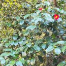 신흥동백나무군락 이미지