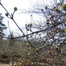 The 산수유 이미지