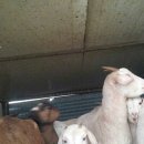 부흥농장 이미지