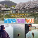 늘푸른낚시 | 남양주 드라이브 가볼만한곳 놀거리 전국벚꽃명소 늘푸른낚시터(4.17 벚꽃만개)