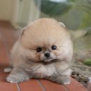 미유펫 강아지고양이 수원점 | 강아지와의 첫 만남🐶 경북강아지무료분양 미유펫대구점 후기 공개