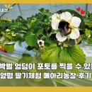 엘 농장 | 호박벌 엉덩이 포토 찍을 수 있는 양평 딸기체험 메아리농장 후기