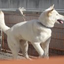 차지킴이 이미지