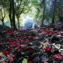 진아다실 | 은각사, 화려한 은박대신 은빛의 달빛을 품다