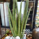 파리봉강아지미용실 이미지