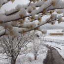 늘푸른염소농장 이미지