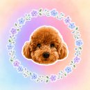 하나뿐인 맥세이프 스마트톡 추천, 바닐라틱 커스텀 사진 스마트톡 제작 후기 + 강아지 사진 프롬프트 공유