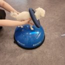 퍼피동물병원 이미지