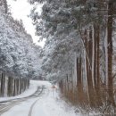 숲의동화 이미지