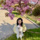 매송다방 | 튤립🌷 태안튤립축제 꽃구경 _ 최신 5월2일 꽃상태 _ 반려견동반 여행_가볼만한 곳, 안면도 맛집, 꽃지...
