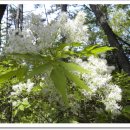 숲으로 가는 길 이미지