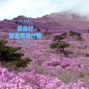 월촌공영주자장 화장실 | 26년 비슬산 참꽃 개화 상태 와 알짜 코스 다녀온 후기