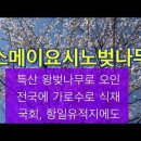 소메이요시노벚나무: 전국 뒤덮은 일본 원산종 이미지