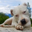 송파원동물병원 이미지