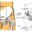 중극혈CV3 중극(中極, 1개 혈) 膀胱之募穴, 足三陰經與任脈之會穴 이미지