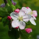 사과꽃향기 이미지