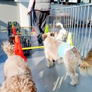 댕댕댕 애견유치원 이미지