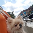 욜로오개 이미지