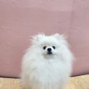 미모아애견 이미지