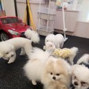 돈워리독 이미지