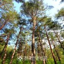 울진소나무 이미지