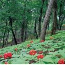 강원산림원 이미지