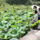 백일홍연지 Daum카페