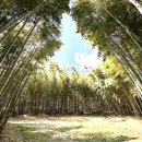 삼정관광농원 | 전국의 아름다운 대나무숲 - 20選