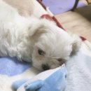 하빈애견농장 | 대구강아지분양 덥지만 하빈애견농장