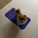아띠 펫 | [도그아띠] 부드럽고 흡수력 좋은 펫 타월 / I CAN DRY 타올 구매 후기