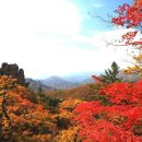 단풍