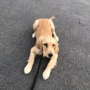 아산 반려견 교육센터 이미지