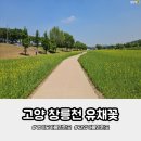 덕양구청 자전거 주차장 | 2026 고양시 창릉천 유채꽃 현재 개화상황 5월13일 다녀온 후기