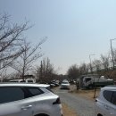 상황 | 김해 목련숲 실시간 개화상황 후기 김해가볼만한곳