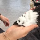 아트레헤어 이미지