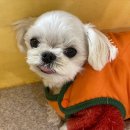 여고유치원 | 광주애견유치원으로 유명한 멍테소리 다니고 있는 후기