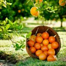 플로리다 농장 이미지