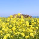 휴애리 | 제주 유채꽃 명소 실제 후기 휴애리 함덕 서우봉 별방진 어디가 좋을까