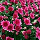 국화우성 이미지