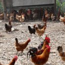 부식농장 이미지