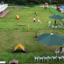 애견운동공원 이미지