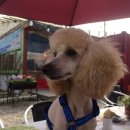 미용하개 이미지