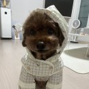 BOB애견용품